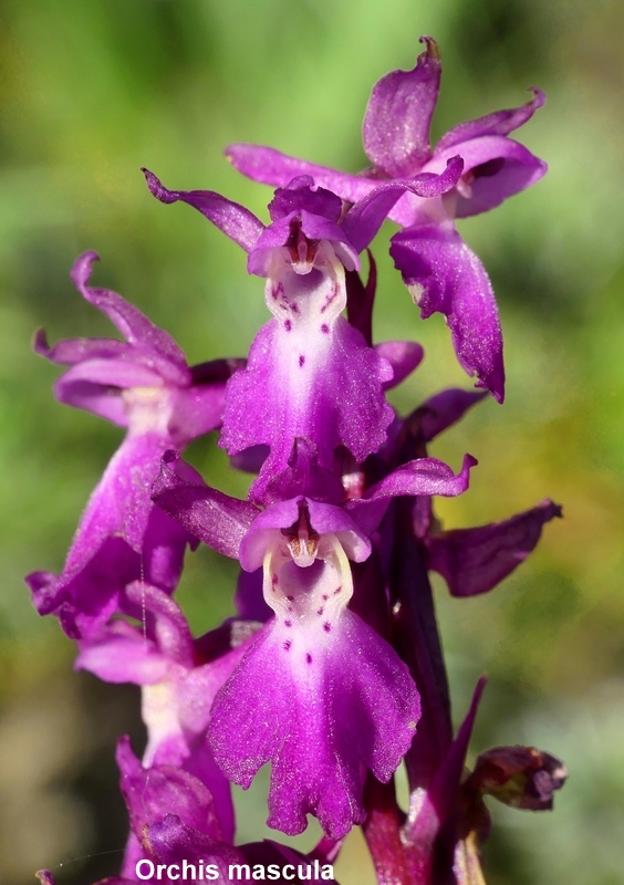Una giornata tra le orchidee da Villetta Barrea a Scanno - 16 giugno 2021